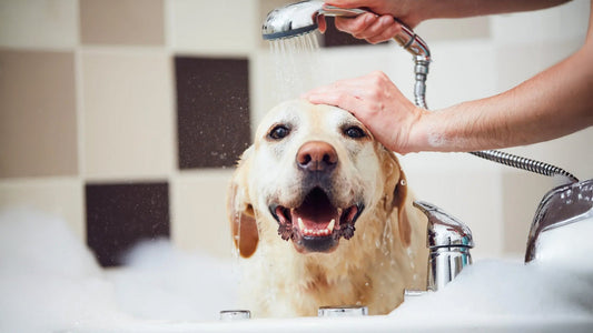 Stress‑Free Grooming